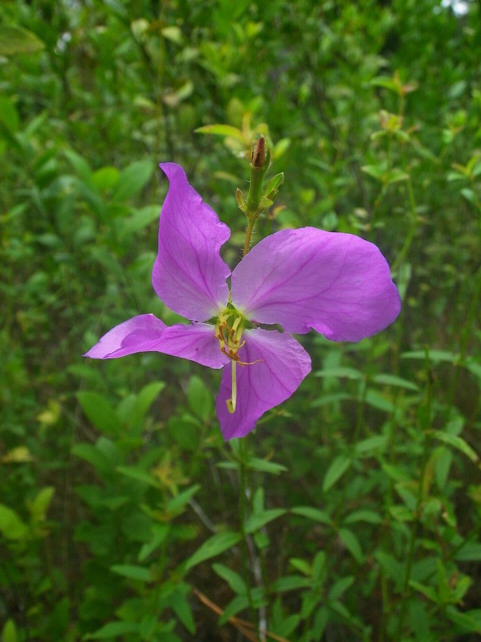 Rhexia cubensis