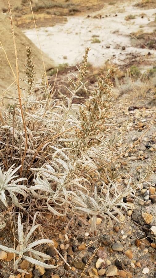 Artemisia argentea