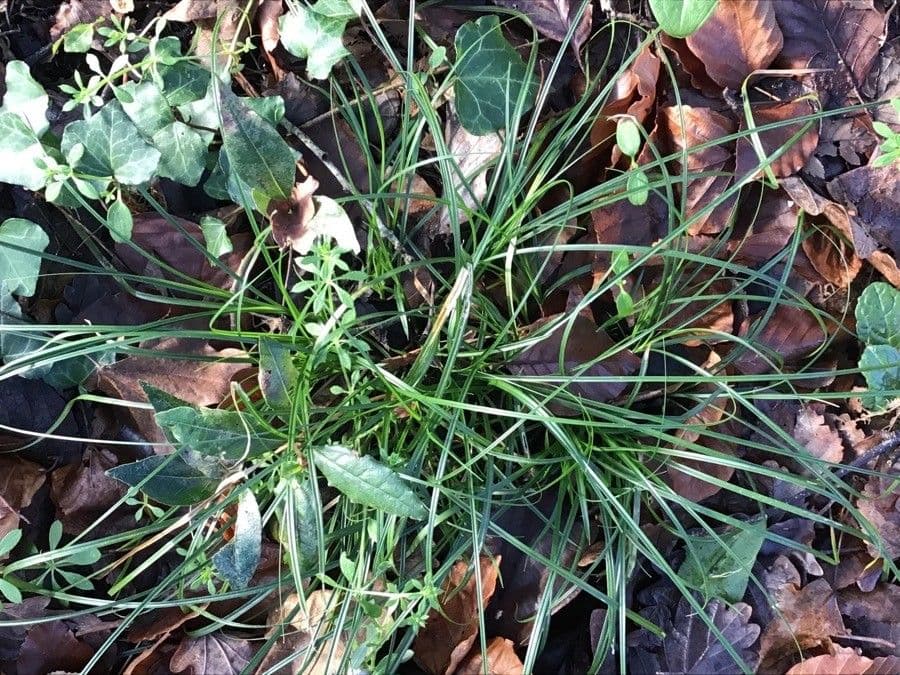 Waldgerste 7