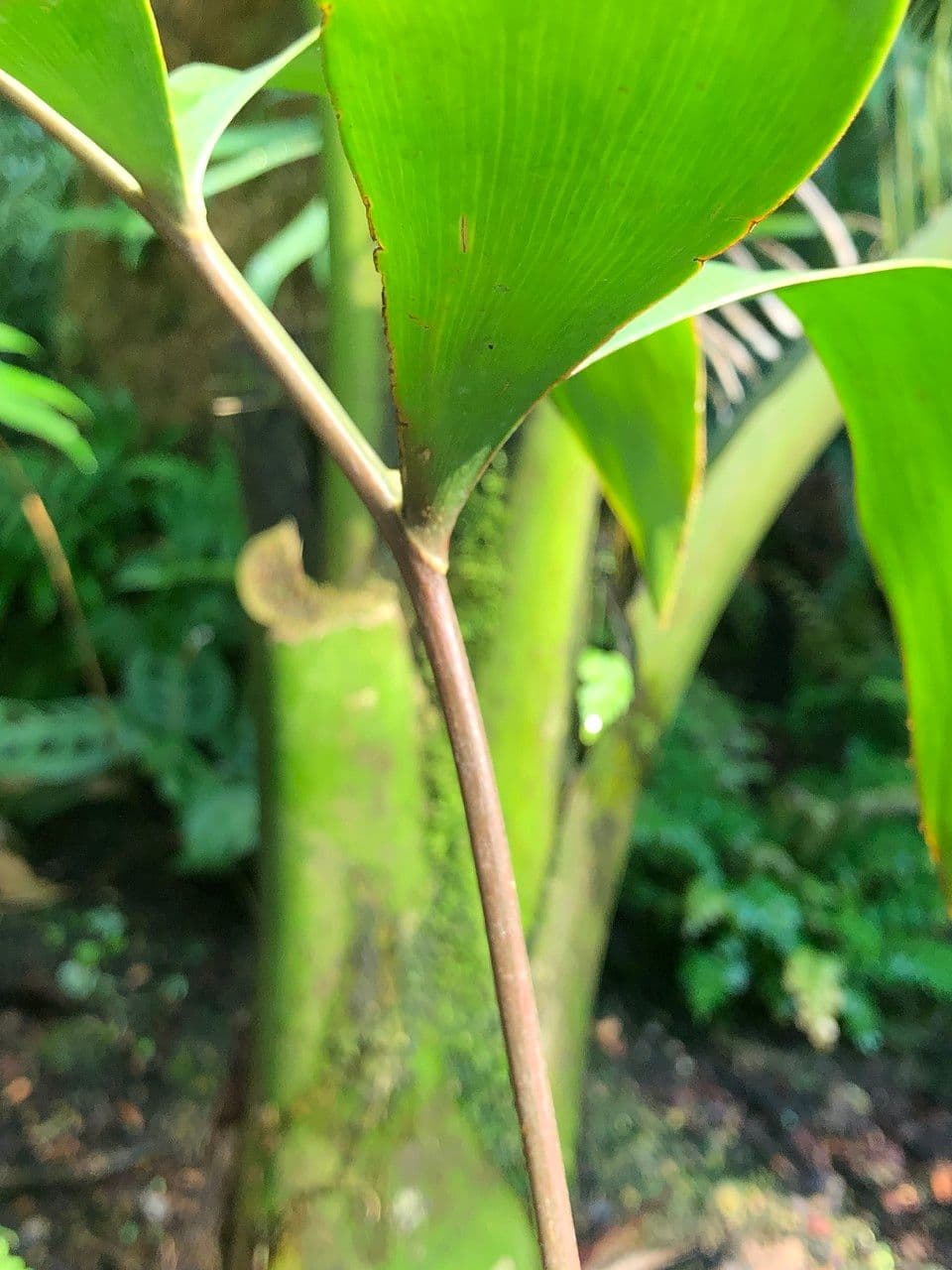 Zamia 3