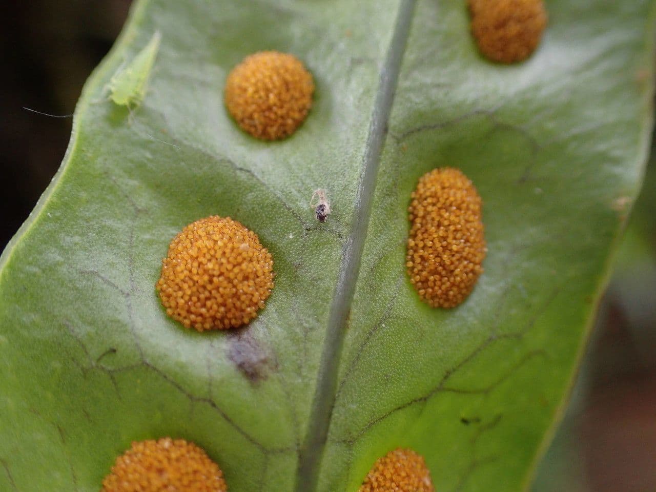 Lepisorus 4