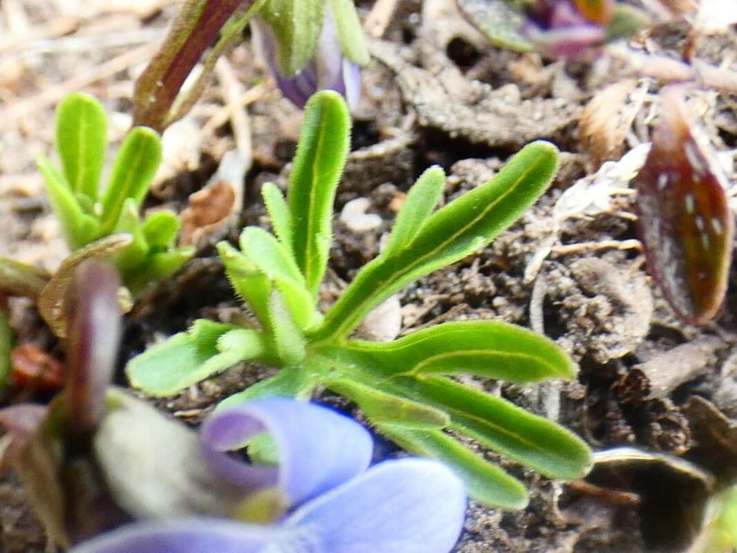 Violette pennée 15