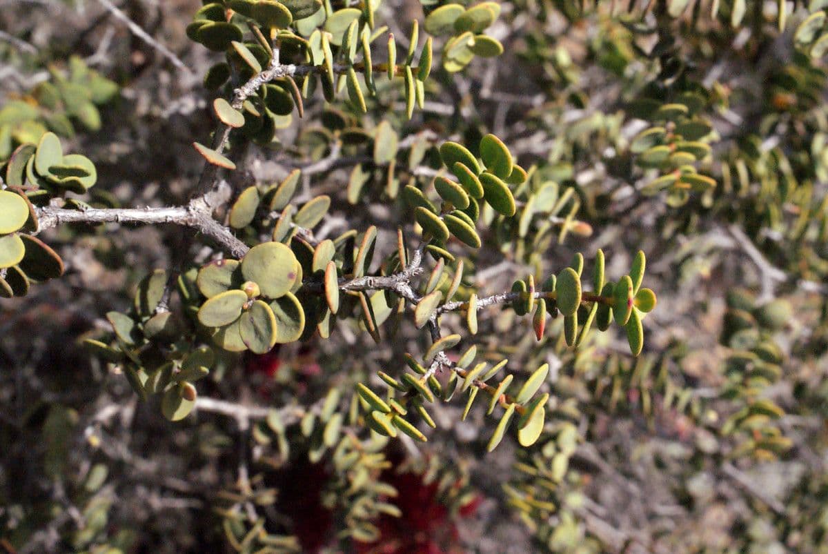 Kunzea Baxtera 16