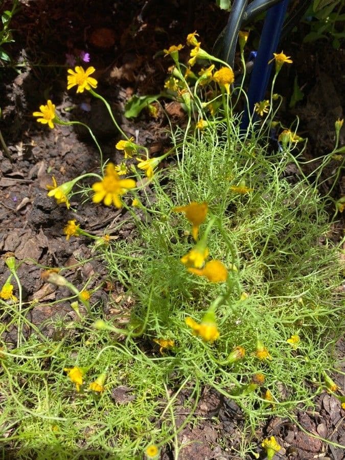 Thymophylla 10
