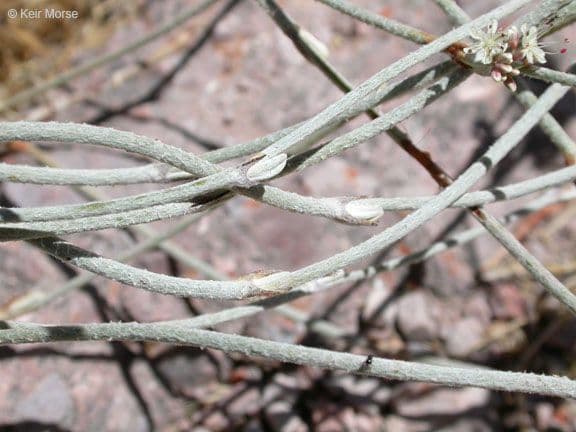 Eriogonum elongatum 14