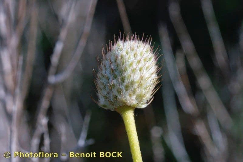 Anemone palmata