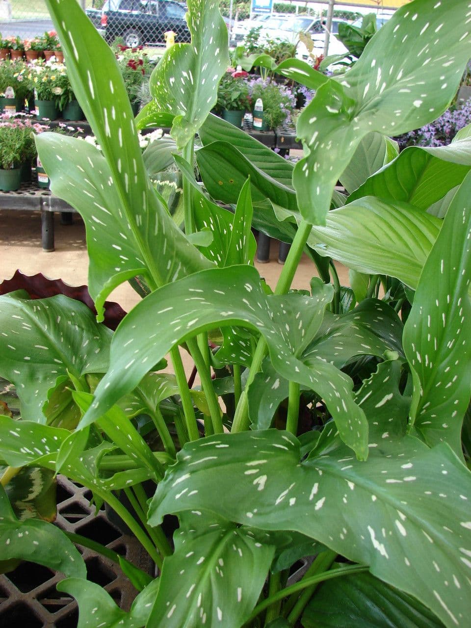 Calla 8