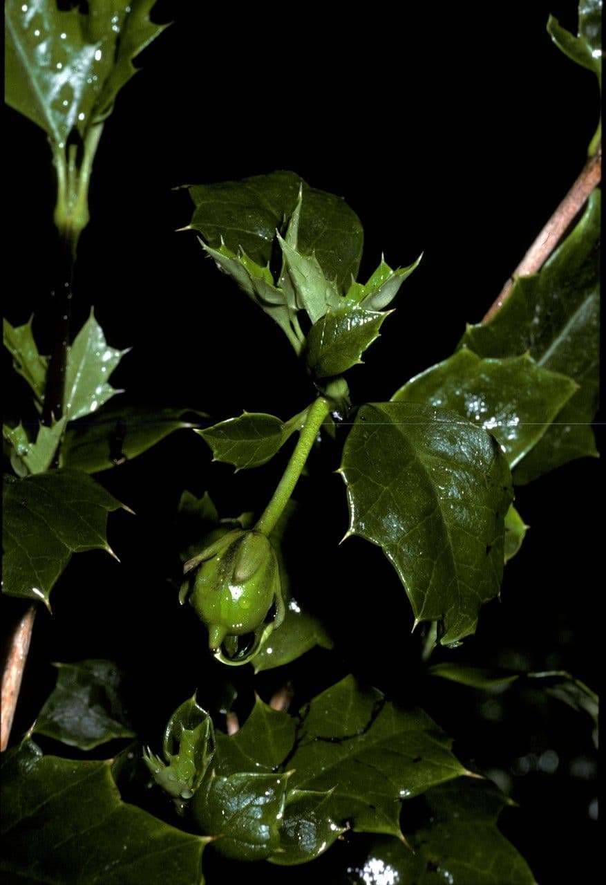 Desfontainia lucente 3