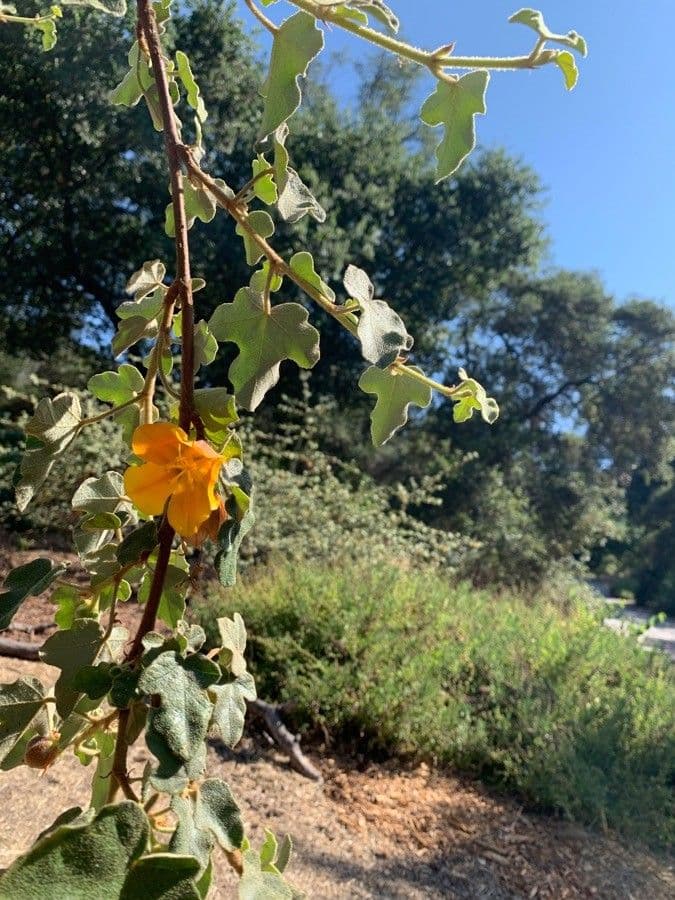 Fremontodendron