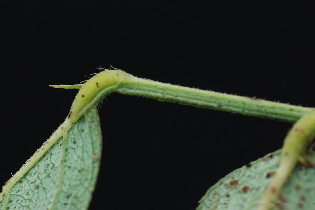 Desmodium paniculatum 22
