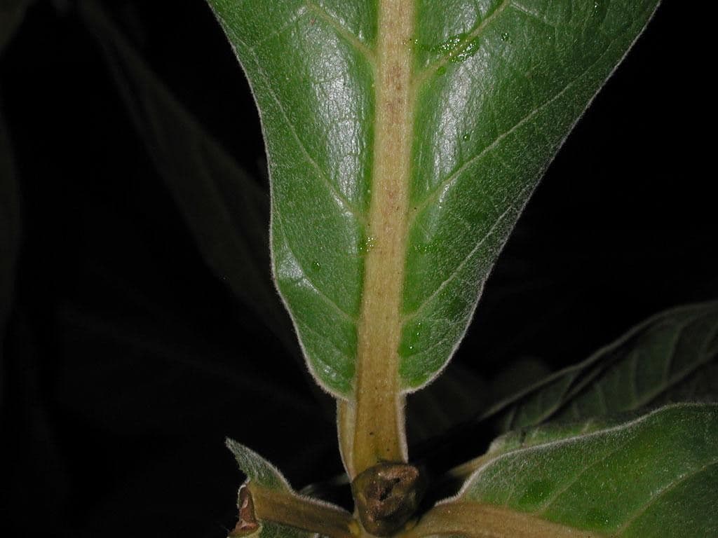 Ocotea 4