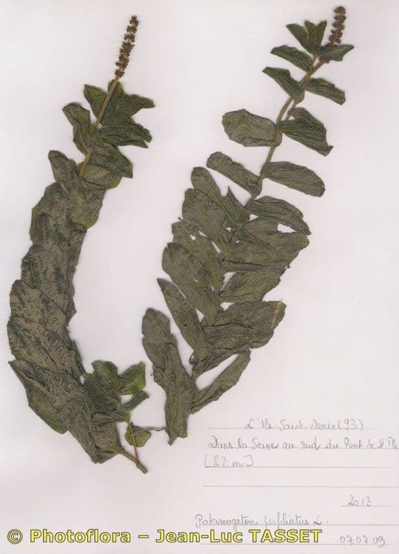 Brasca perfoliata 20