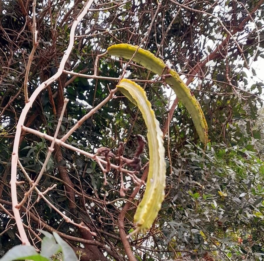 Cuspidaria