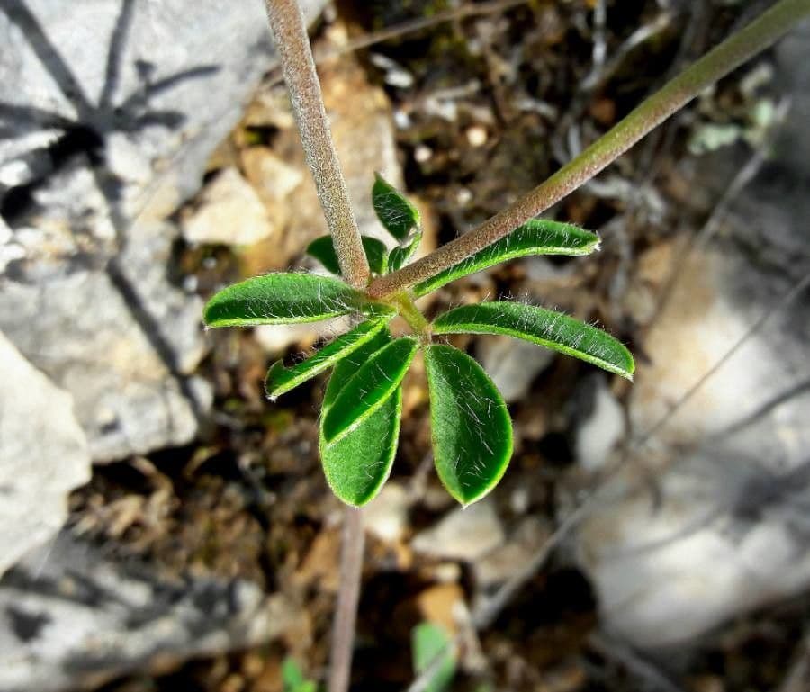 Vulneraria 25