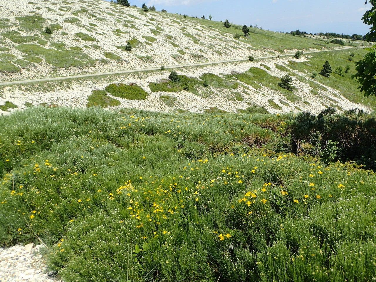 Ginestra radiata 12