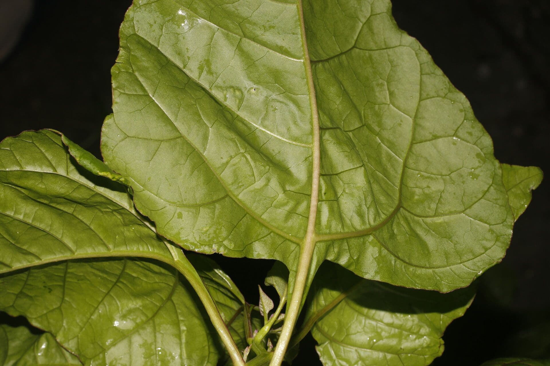 Salpianthus 6