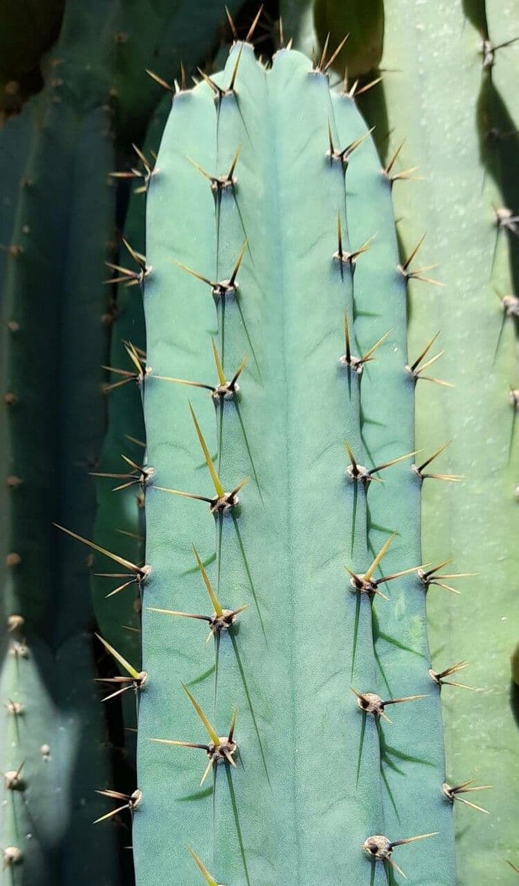 Cereus 5