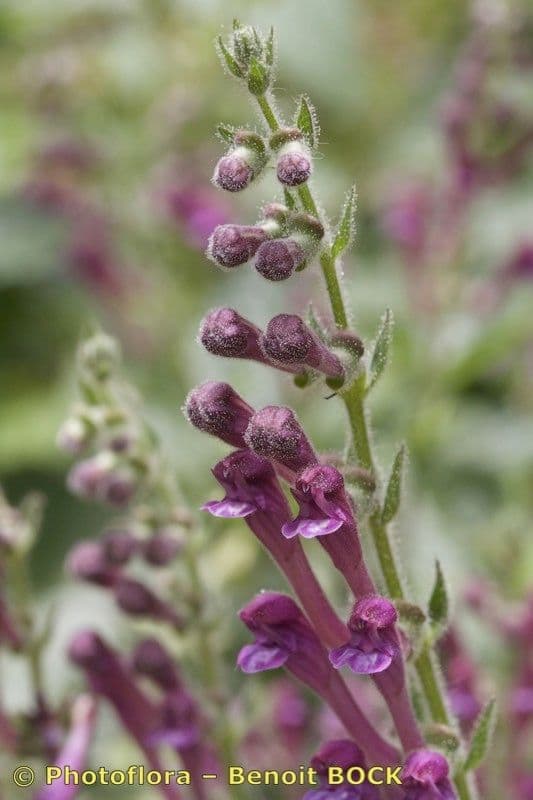 Tarczyca Columny 4