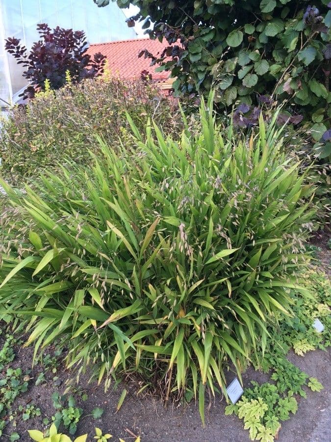 Chasmanthium latifolium 13