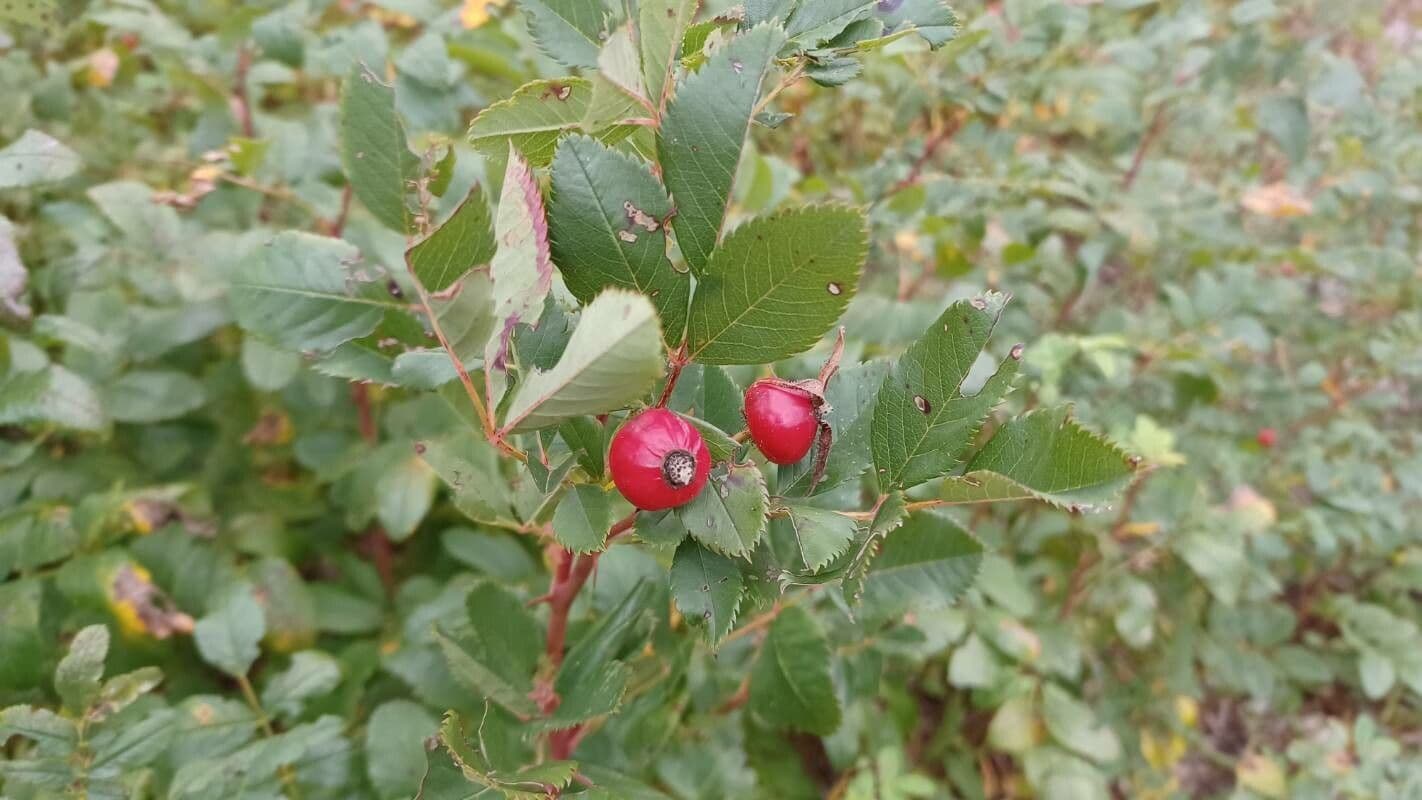 Woods-Rose