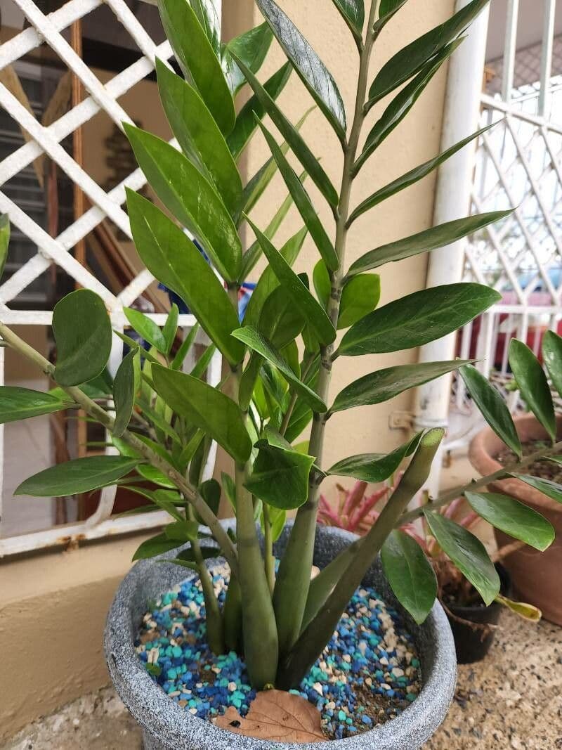 Pianta di ZZ 22