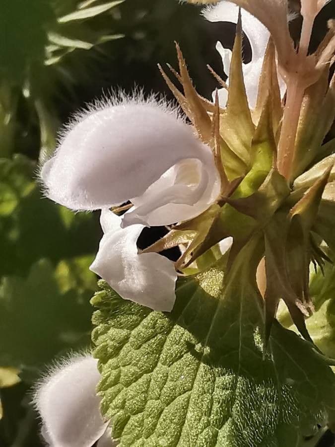 Moschus-Taubnessel 2