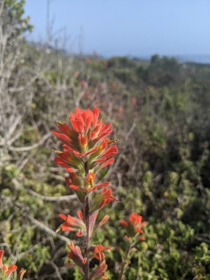 Castilleja Affinis 5