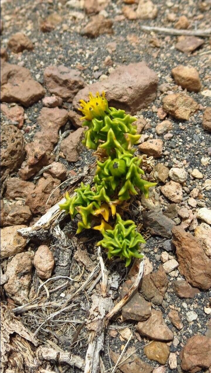 Haplopappus 5
