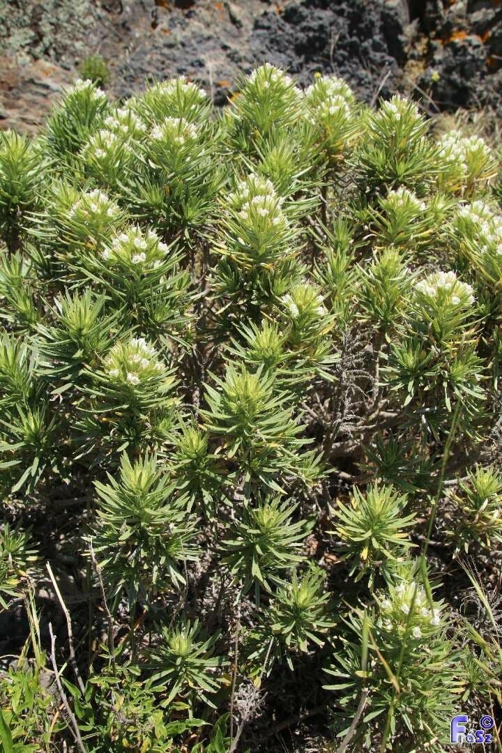 Echium ostny 10
