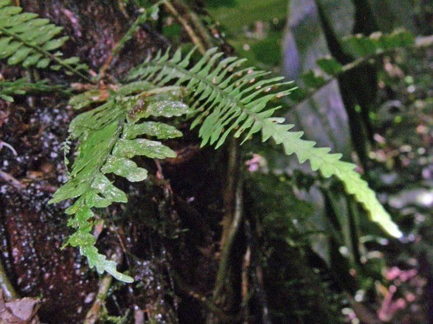 Asplénium ptéropus 3