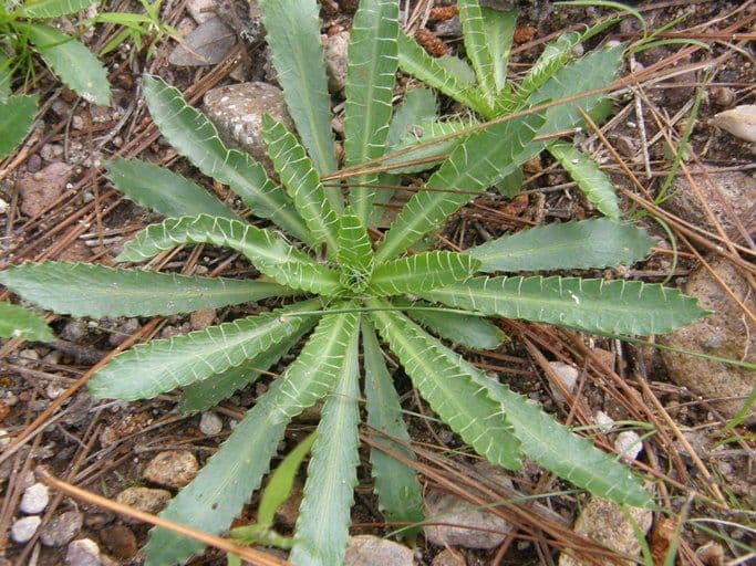 Eryngium eterofillo 14