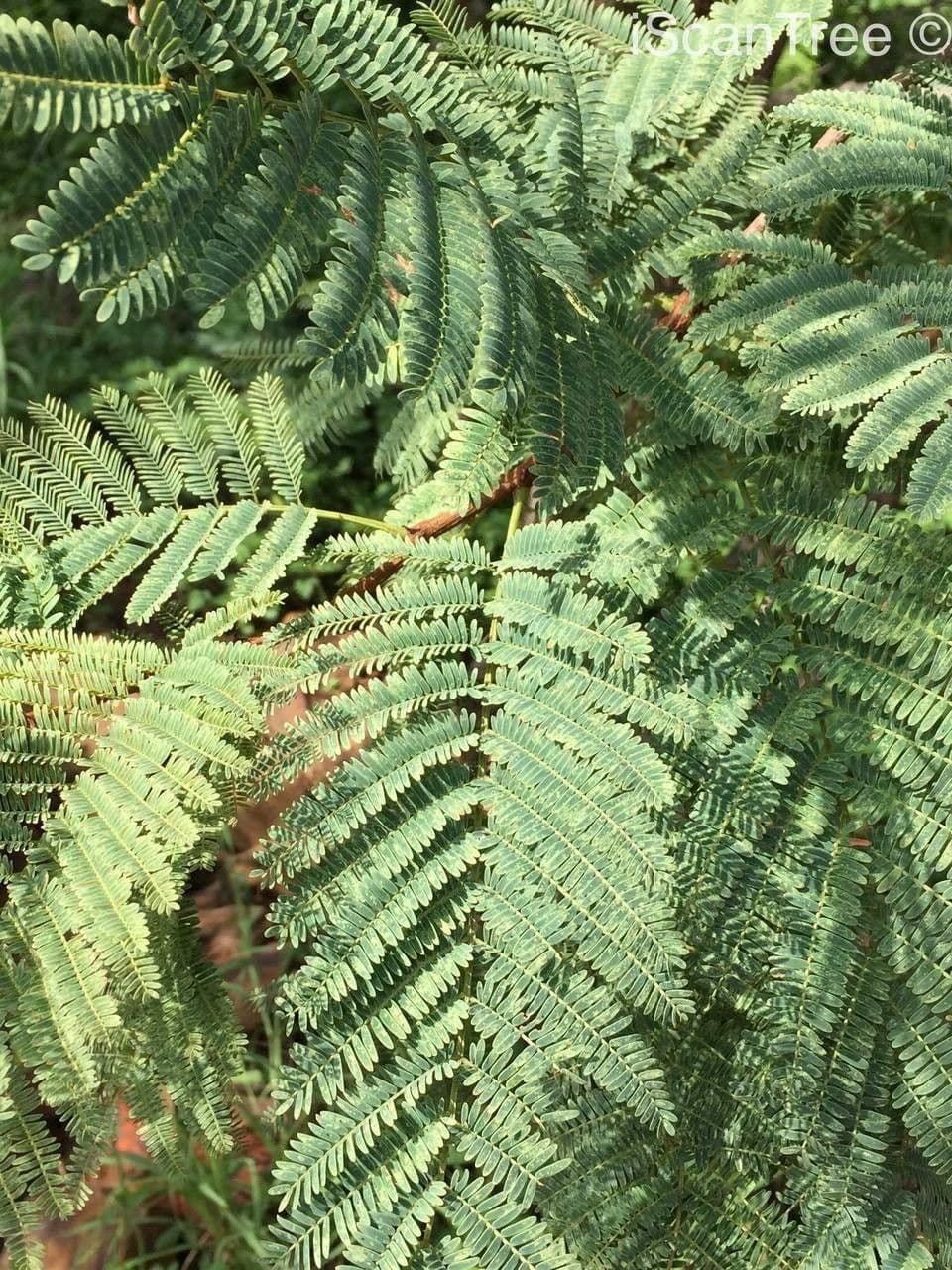 Senegalia 19