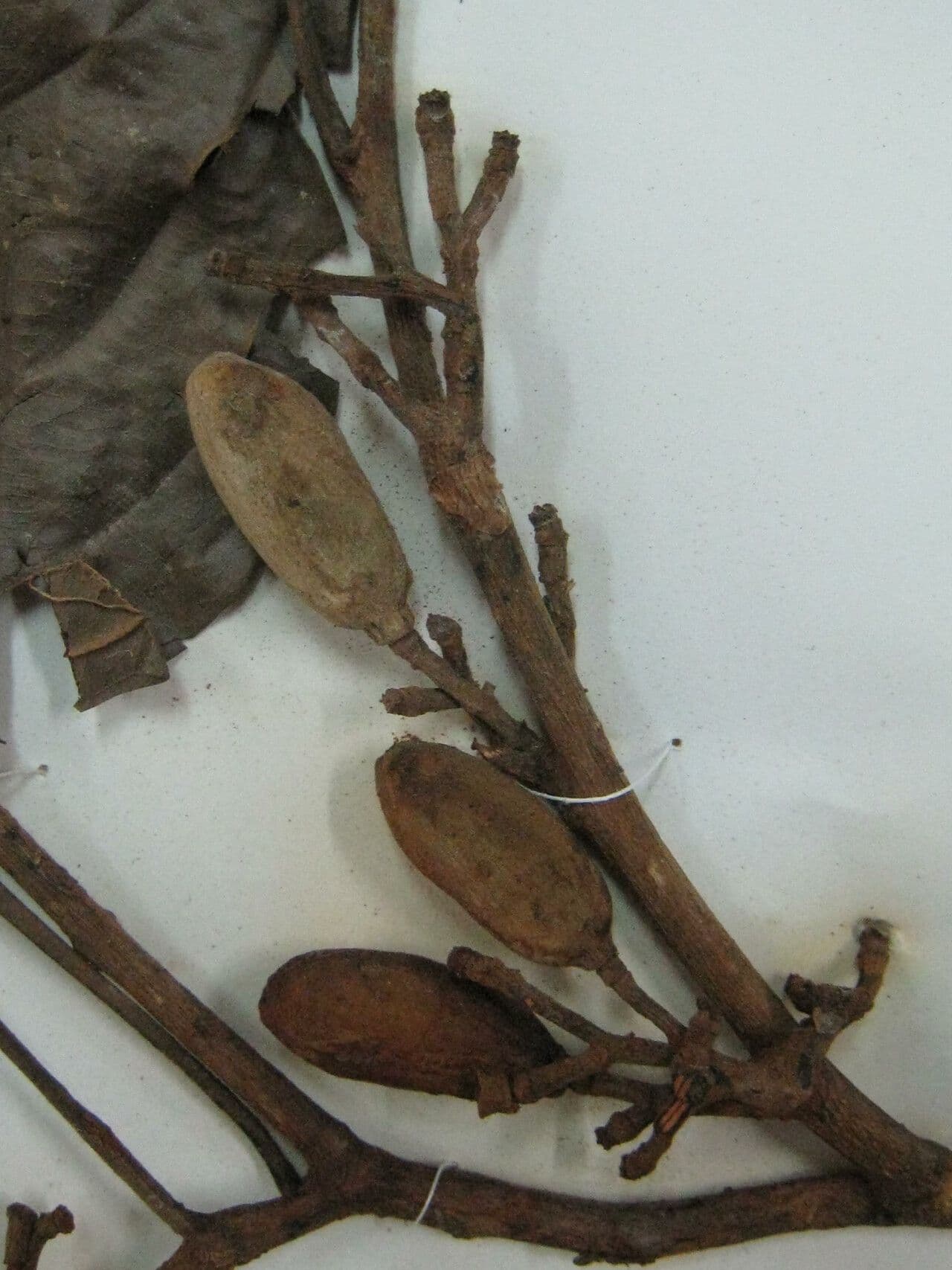 Trichilia 6