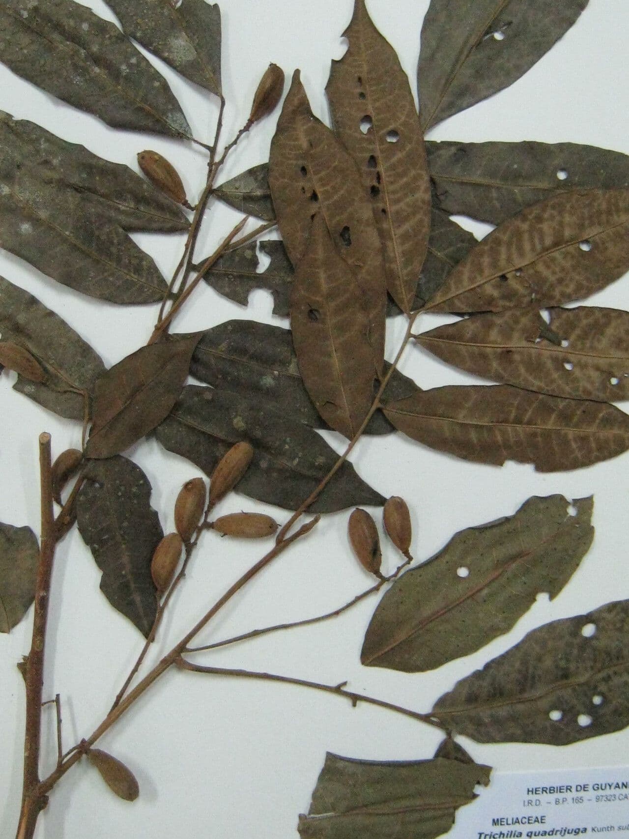 Trichilia 5