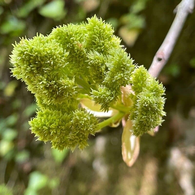 Pisonia 6