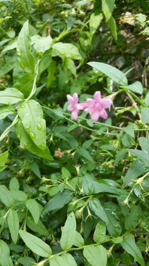 Red jasmine 5
