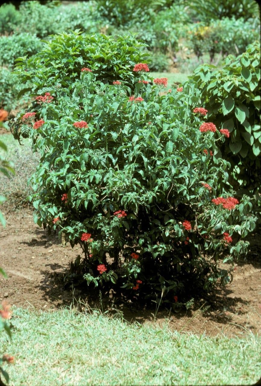 Rhodopentas 3