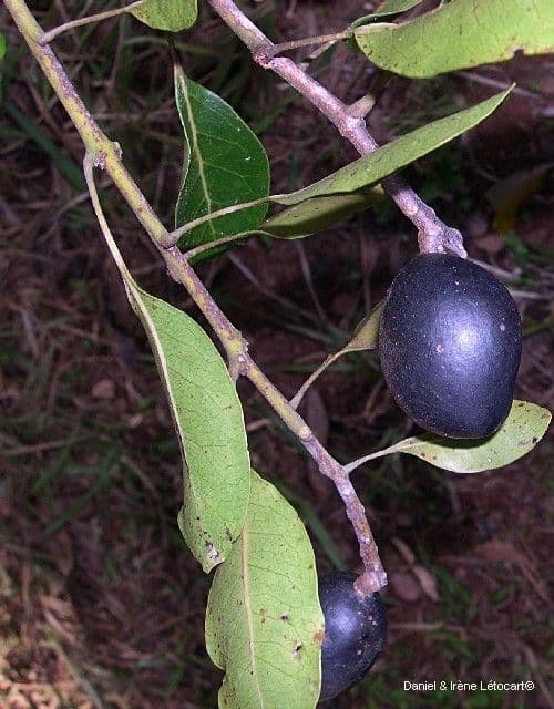 Sleumerodendron 2
