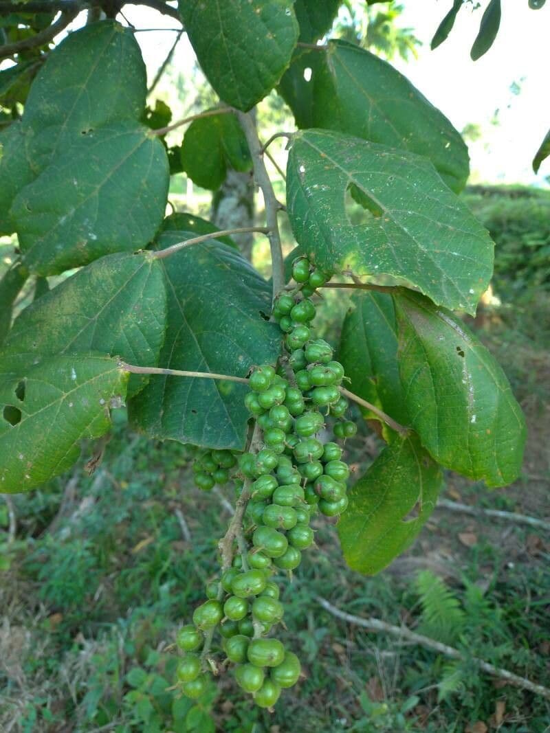 Alchornéa cuorifolia 2