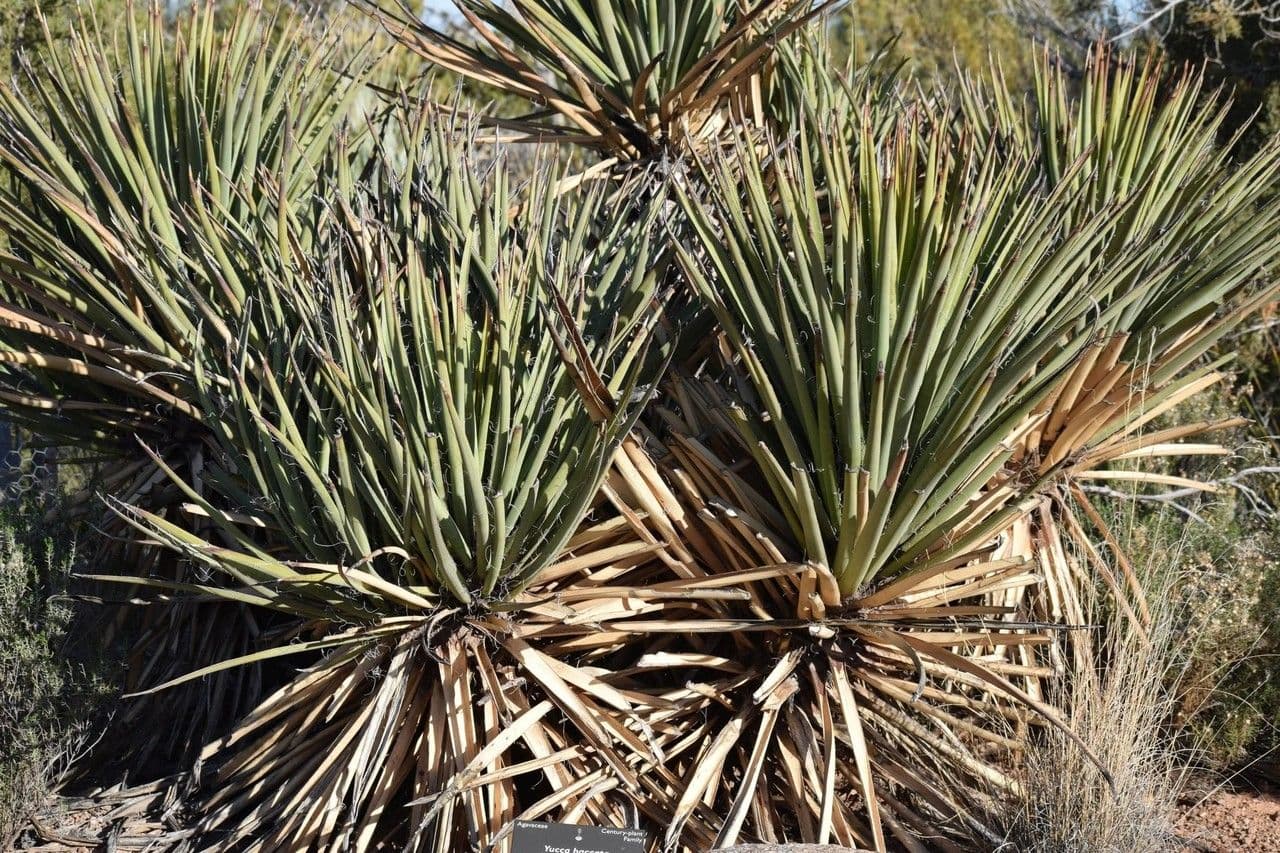 Yucca bacata 14