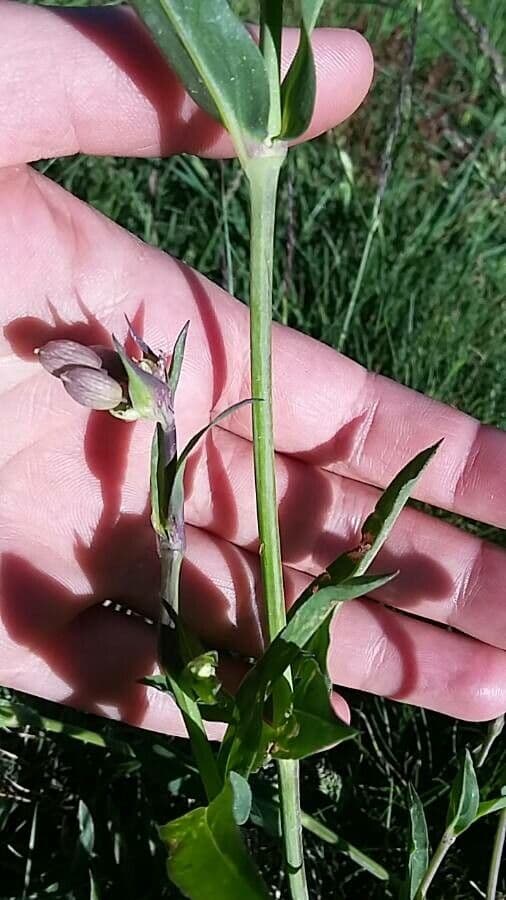 Silene pelosa 10