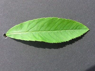 Spirea bianca 29