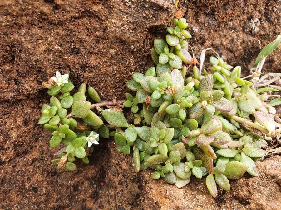 Crassula di Volkens 11