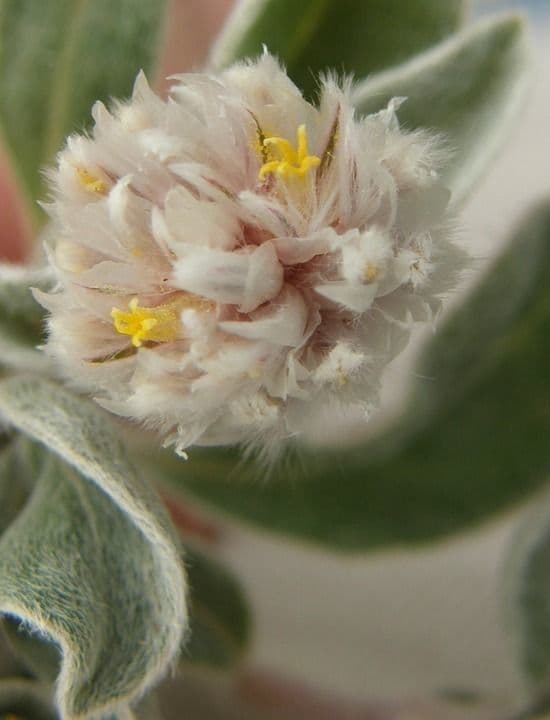 Gomphrena