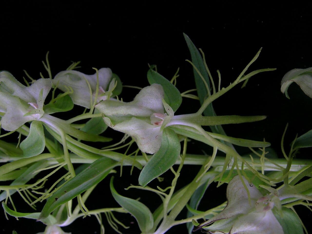 Habenaria 8