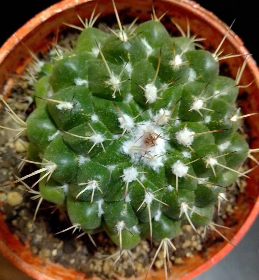 Mammillaria 21