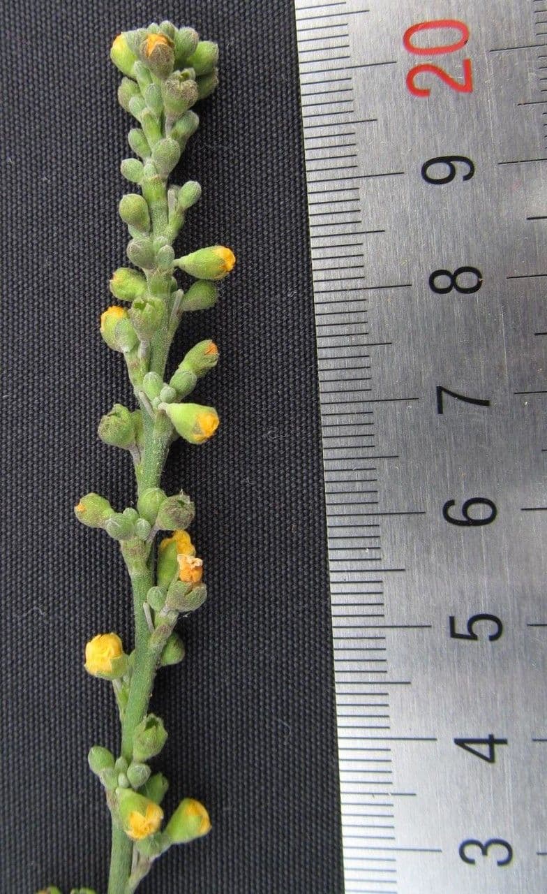 Allobriquetia 13