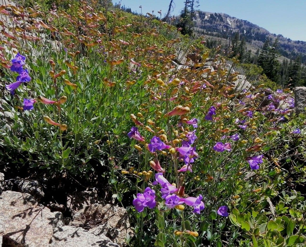 Penstemon azzurro 3