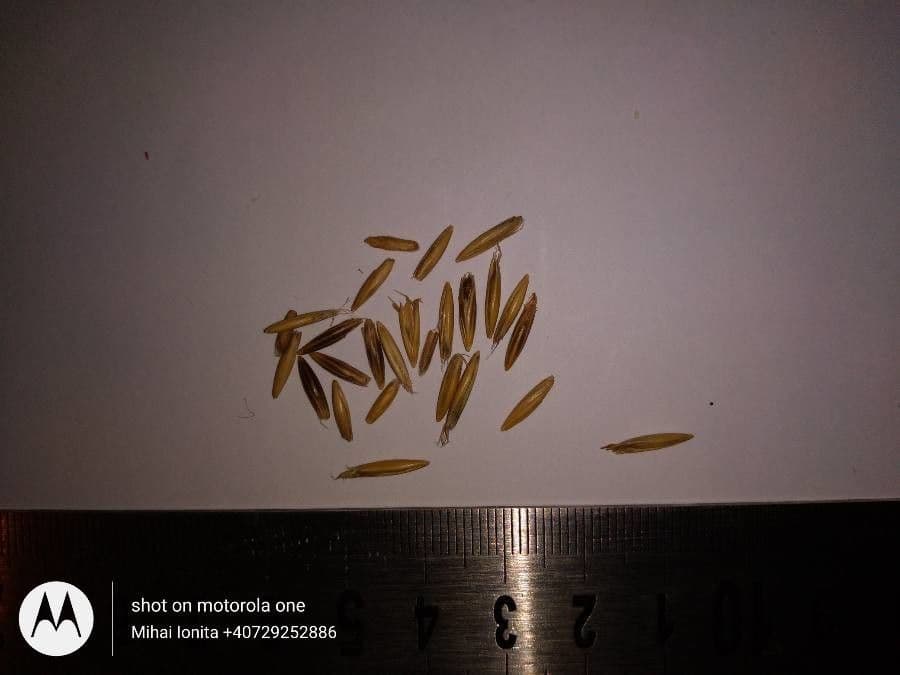 Avena strigosa 14