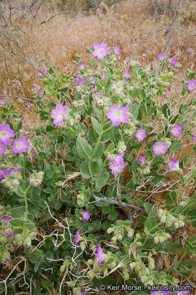 Mirabilis laevis 11